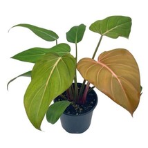 Philodendron Summer Glory, Gloriosum x Mccolleys red hybrid, 4 inch, rare - £15.01 GBP