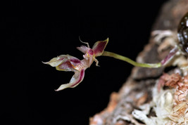 BULBOPHYLLUM AYUTHAYENSE MINIATURE ORCHID SPECIES MOUNTED - £34.24 GBP