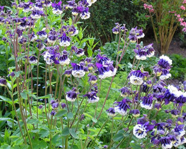 Semilir 90 Seeds Mixed European Columbine Aquilegia Flower Fast Grow From US - $9.69