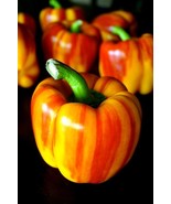 20 Aloha Rainbow Sunset Bell Pepper Seeds , Organic NON - GMO , 2024 Season - £7.66 GBP+