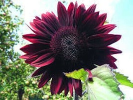 Chocolate Cherry Sunflower -15 Seeds Garden USA Shipping - £10.71 GBP