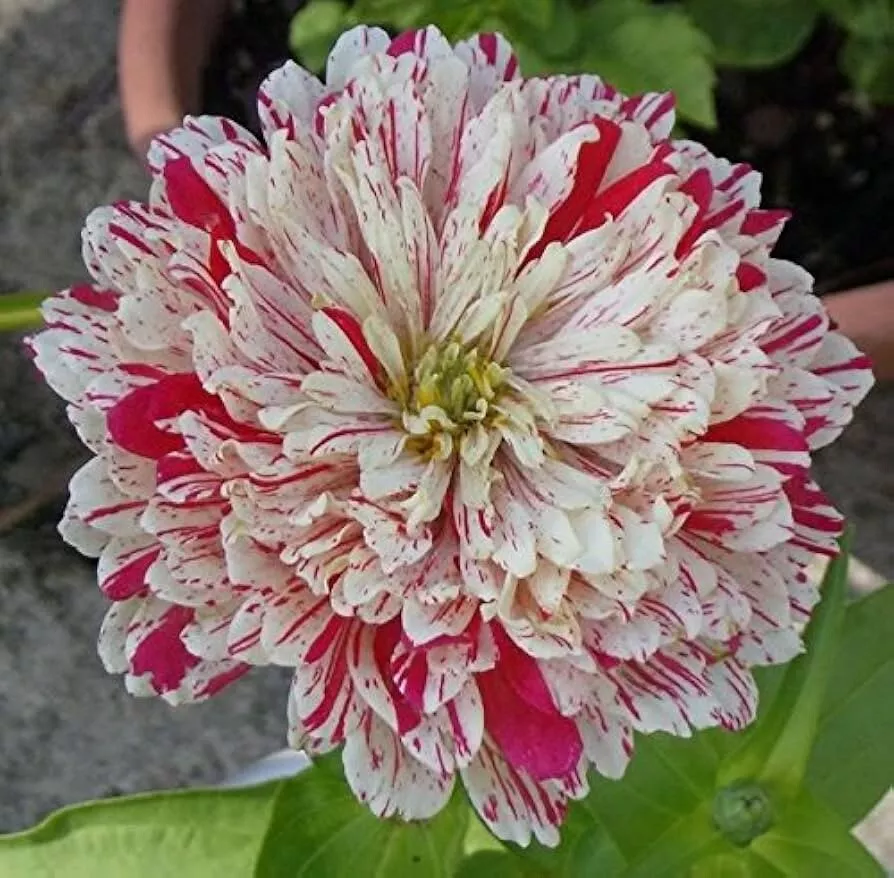 AW 150 Seeds Zinnia Candy Striped Flower Non Gmo Organic Easy to Grow - €8,03 EUR