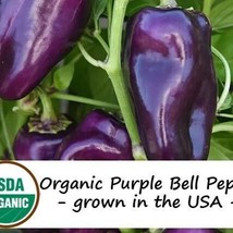 20 Organic Purple Beauty Bell Pepper Vegetable Seeds New Fresh US Shipping - $11.98