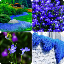 SEPTH Blue Creeping Thyme 1000 Seeds for Planting, Dwarf Ground Cover Plants TS - £7.24 GBP