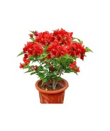 Jamaican Red Bougainvillea Small Well Rooted Starter Plant USA Seller - $35.98