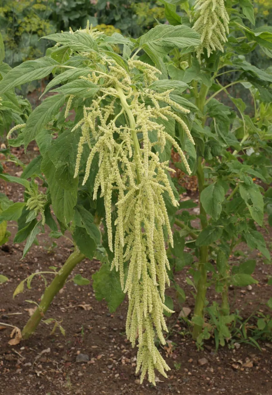 Amaranth Seeds - Green Tails, 50 Seeds Per Packet, Non-GMO - $3.83