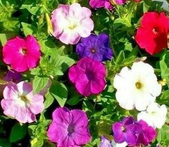 BPA Petunia Seeds 2000 Dwarf Mix Variety Annual Flower Garden Bees From US - £7.18 GBP