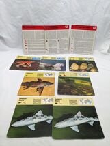 Lot Of (7) 1975 Rencontre Echinoderms Invertebrates Cartilaginous Edu Cards - $12.09 CAD