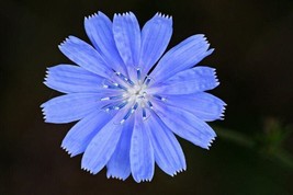 1000 Seeds Chicory Blue Daisy Coffeeweed  Succory Cicorium Intybus Flower   - £7.58 GBP