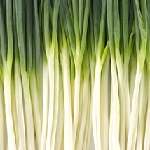 New Fresh Vegetable Seeds White Spear Green Bunching Onion 100 Seeds Tas... - £12.44 GBP