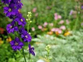 201 Western Foothill Larkspur Seeds Garden Cut Dried Flowers Native Wild... - £9.57 GBP