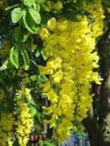 SEPTH 10 GOLDEN CHAIN TREE Goldenchain Laburnum Anagyroides Seeds * - $110.92 MXN