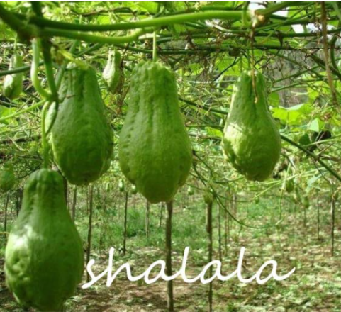 Chayote Seed Vegetable Seed Color:2 - $9.99