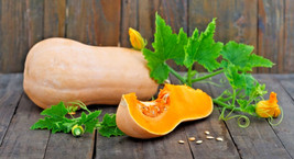 SEPT 20 Premium Fresh Waltham Butternut Winter Squash Seeds B 71 - $5.88