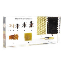 Life Cycle of Honey Bee Kids Learning Aid Science School Educational Pap... - $59.39