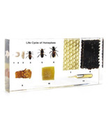 Life Cycle of Honey Bee Kids Learning Aid Science School Educational Pap... - £46.77 GBP