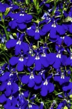 BPA 200 Seeds Blue &amp; White Half Moon Lobelia Erinus Flower From USA - $9.90