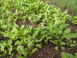 SEED- Daikon -Fracking Radish -Ground Cover Radish -Bio Drill/Tiller Radish - $4.10+