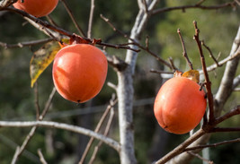 ArfanJaya 5 Common Persimmon Diospyros Virginian Native Edible Fruit Tree Seeds - £8.02 GBP