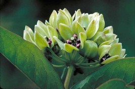 50 Seeds Spider Milkweed Boost Your Garden&#39;s Productivity With Superior Seeds - $16.29