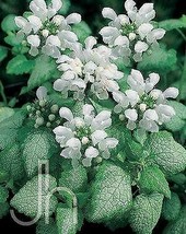 White Nancy Spotted Creeping Lamium - Perennial - Live Plant - Quart Pot - C2 - £45.26 GBP