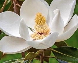 Southern Magnolia Magnolia Grandiflora 10 seeds 2022 - $9.00