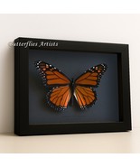 Monarch Butterfly Danaus Plexippus XL Taxidermy Real Framed Entomology S... - €50,61 EUR