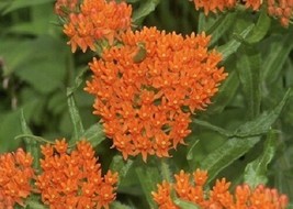 PowerOn 30+Wild Orange Butterfly Weed Flower Seeds / Asclepias / Perennial / Gre - £5.86 GBP