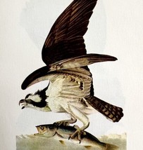Fish Hawk Bird Lithograph 1950 Audubon Antique Art Print DWP6C - $29.99