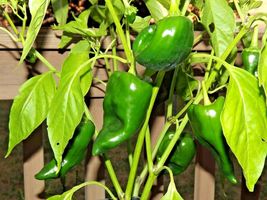 100 Poblano Ancho Hot Pepper Seeds Vegetable Garden Container Summer - £14.14 GBP