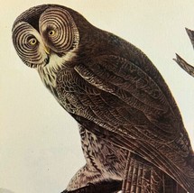 Great Gray Owl Bird 1946 Color Art Print John James Audubon Nature DWV2F - £31.96 GBP