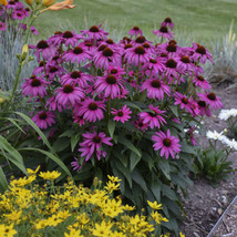 From US 50 Bright Purple Coneflower Seeds Echinacea Flower Perennial Seed 40 - $10.99