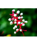 SMX Doll&#39;S Eyes Wildflower Seeds 20 Seeds Of Actaea Pachypoda Non Gmo Se... - $33.19 CAD