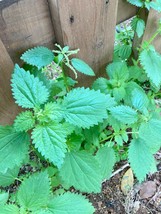 Urtica Nettle dioica seeds- 1000 seeds-code 257 - £4.33 GBP