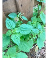 Urtica Nettle dioica seeds- 1000 seeds-code 257 - $100.85 MXN Urtica Nettle dioica seeds- 1000 seeds-code 257 - $100.85 MXN