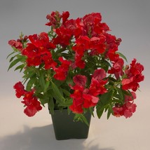 USA SELLER Snapdragon Seeds Floral Showers Scarlet 50 Seeds - £14.32 GBP