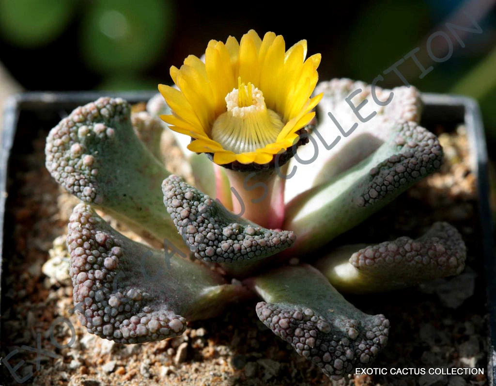 RARE TITANOPSIS CALCAREA living stones mesembs succulent ice plant seed ... - $16.44
