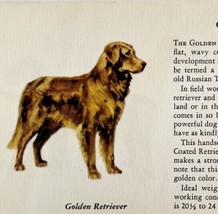 Golden Retriever 1939 Dog Breed Art Ole Larsen Color Plate Print Antique PCBG18 - £23.71 GBP