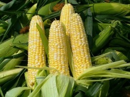 FA Store Peaches And Cream Corn Seeds 25 Ct Sweet Vegetable Garden - £8.03 GBP