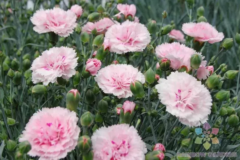 200 Candy Floss Carnation Seeds Fresh Seeds USA - $9.96