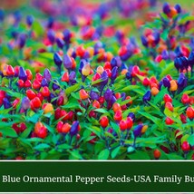 New Fresh Seeds Filius Blue Pepper 10 Seeds Rainbow Colorful Fruit Ornamental Fa - $16.56