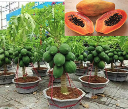 BStore Fresh Seeds Store For Planting Organic From Us 50+ Dwarf Thai Papaya Seed - £19.83 GBP