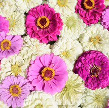 Blueberry Cheesecake Mix Zinnia Seeds Purple Lavender White Flower Seed  - £4.63 GBP