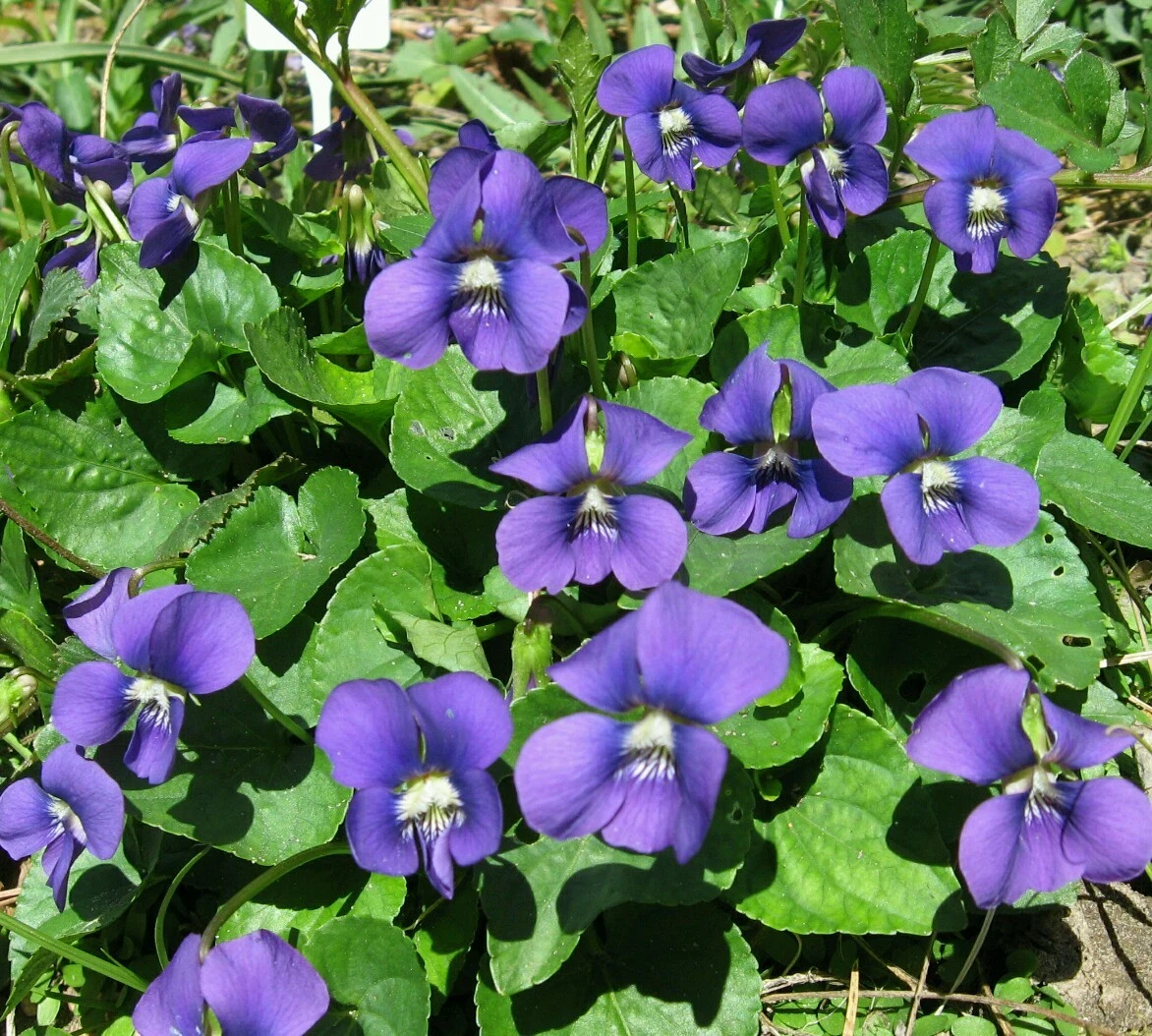 20 Organic Common Blue Violet seeds ~ Viola sororia ~ Native ** - $12.74