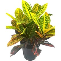 Codiaeum variegatum, 6 inch, Variegated Croton, Garden Croton - £44.61 GBP