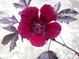 Hibiscus acetosella rare cranberry False roselle medicinal Edible plant 15 seeds - £7.81 GBP