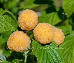 Fall Gold Ever Bearing Raspberry Potted Plants - Large &amp; Sweet Berries this Fall - £17.19 GBP+