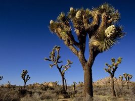 15 Seeds Exotic Joshua Tree Yucca brevifolia var baccata Cold Drought Hardy Palm - £31.97 GBP