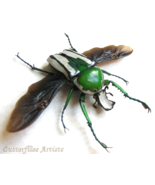 Jewel Beetle Open Wings Ranzania Splendens Framed Entomology Shadowbox D... - $69.00