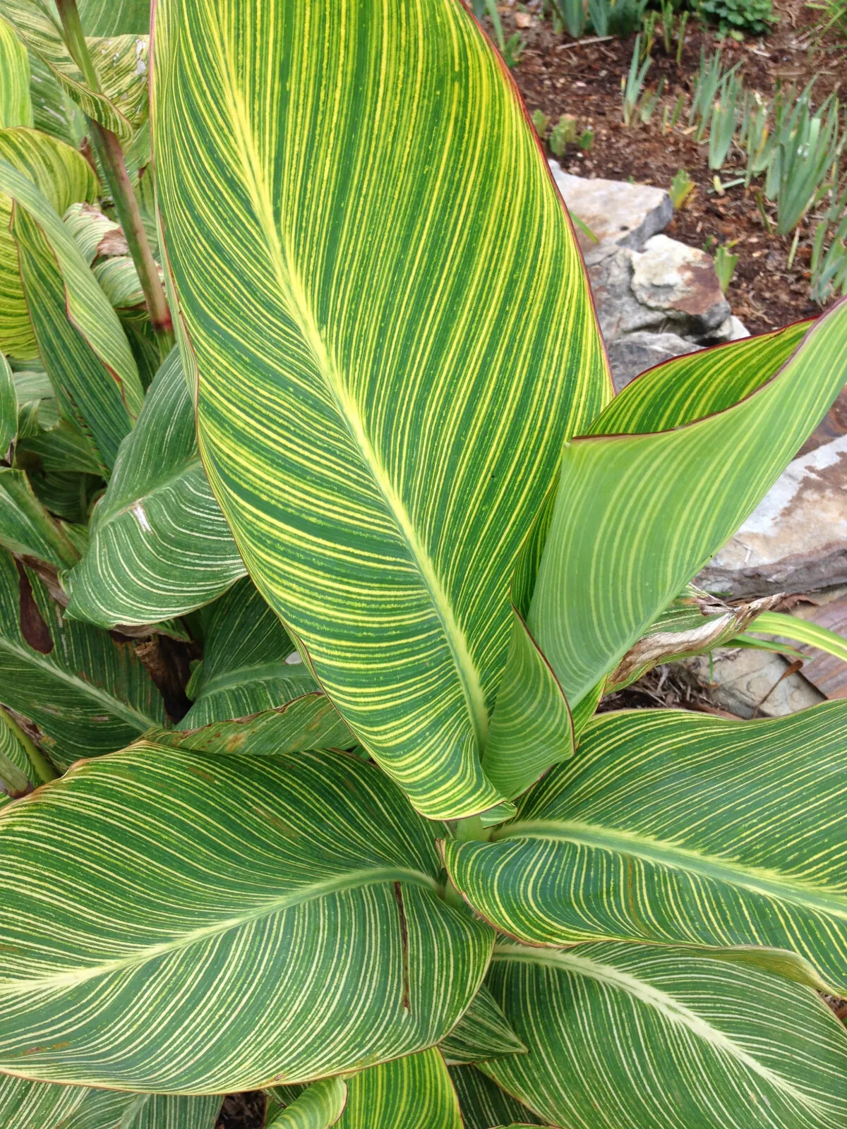 Variegated Canna PRETORIA - BENGAL TIGER Rhizome Tropical Plant Perennial - $456.68 MXN